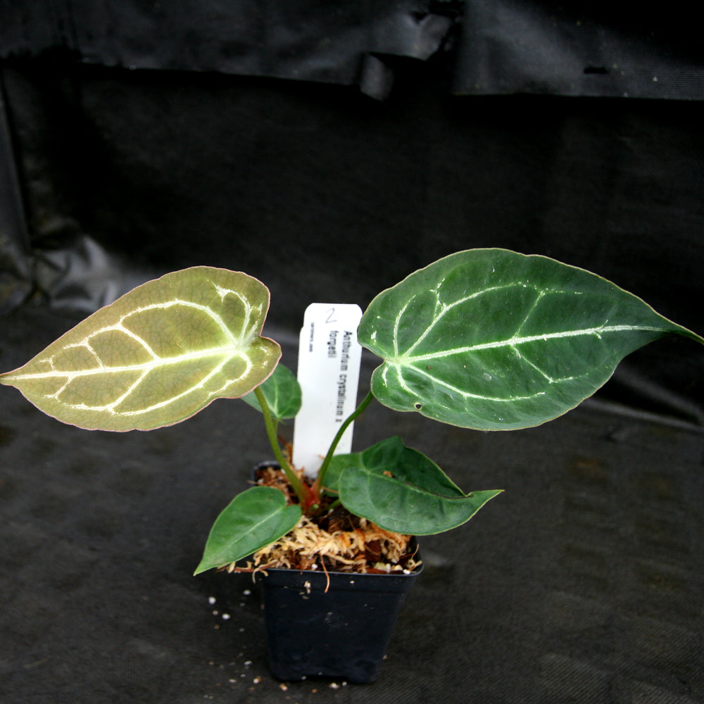 
                      
                        Anthurium crystallinum x forgetii, CAR-0154
                      
                    
