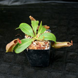 Nepenthes 'Splendid Diana' x veitchii "Pink Candy Cane", CAR-0032