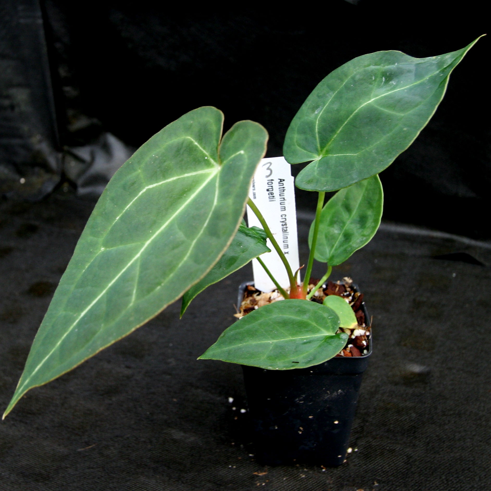 Anthurium crystallinum x forgetii, CAR-0154 – Carnivero