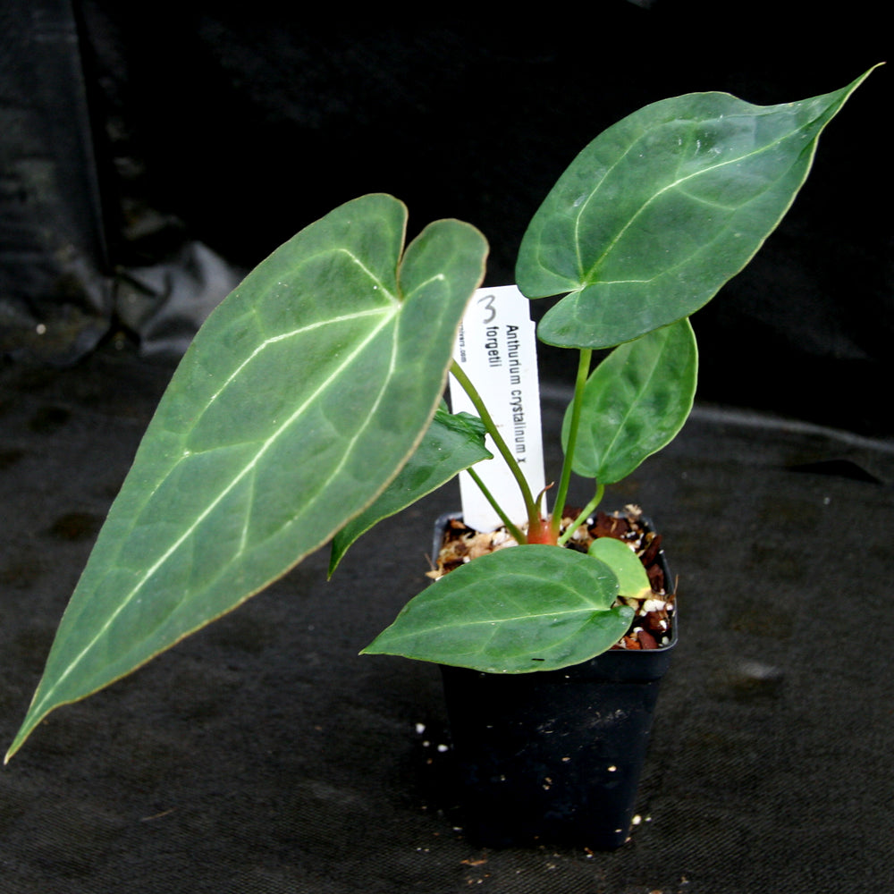 
                      
                        Anthurium crystallinum x forgetii, CAR-0154
                      
                    