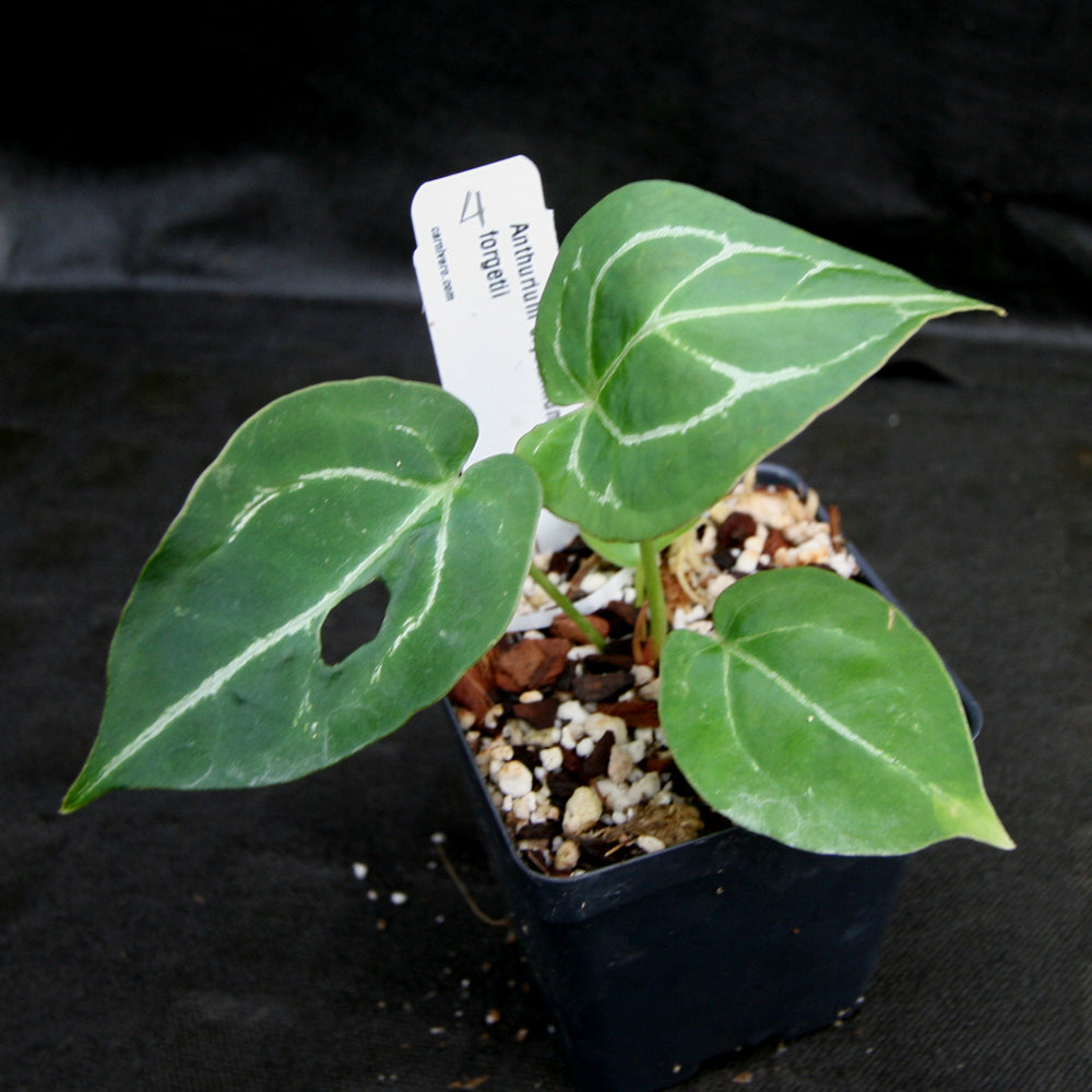 
                      
                        Anthurium crystallinum x forgetii, CAR-0154
                      
                    