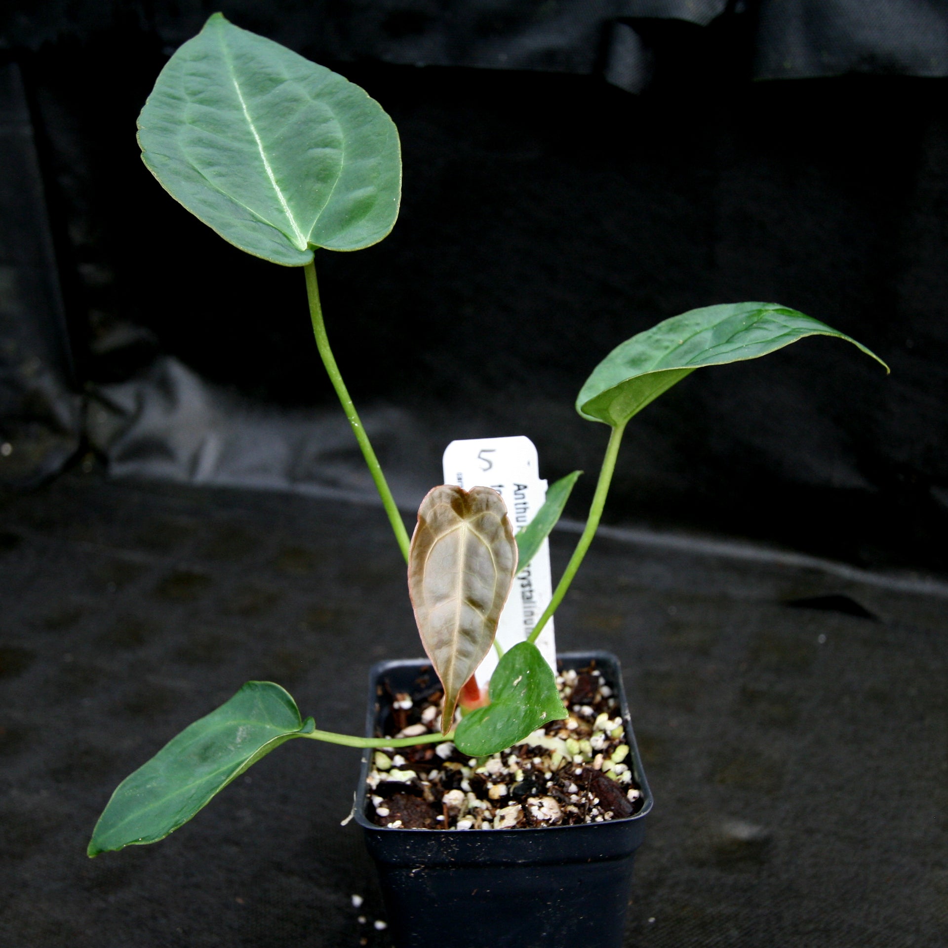 anthurium clarinervium x forgetii Anthurium crystallinum x forgetii, CAR-0154 – Carnivero