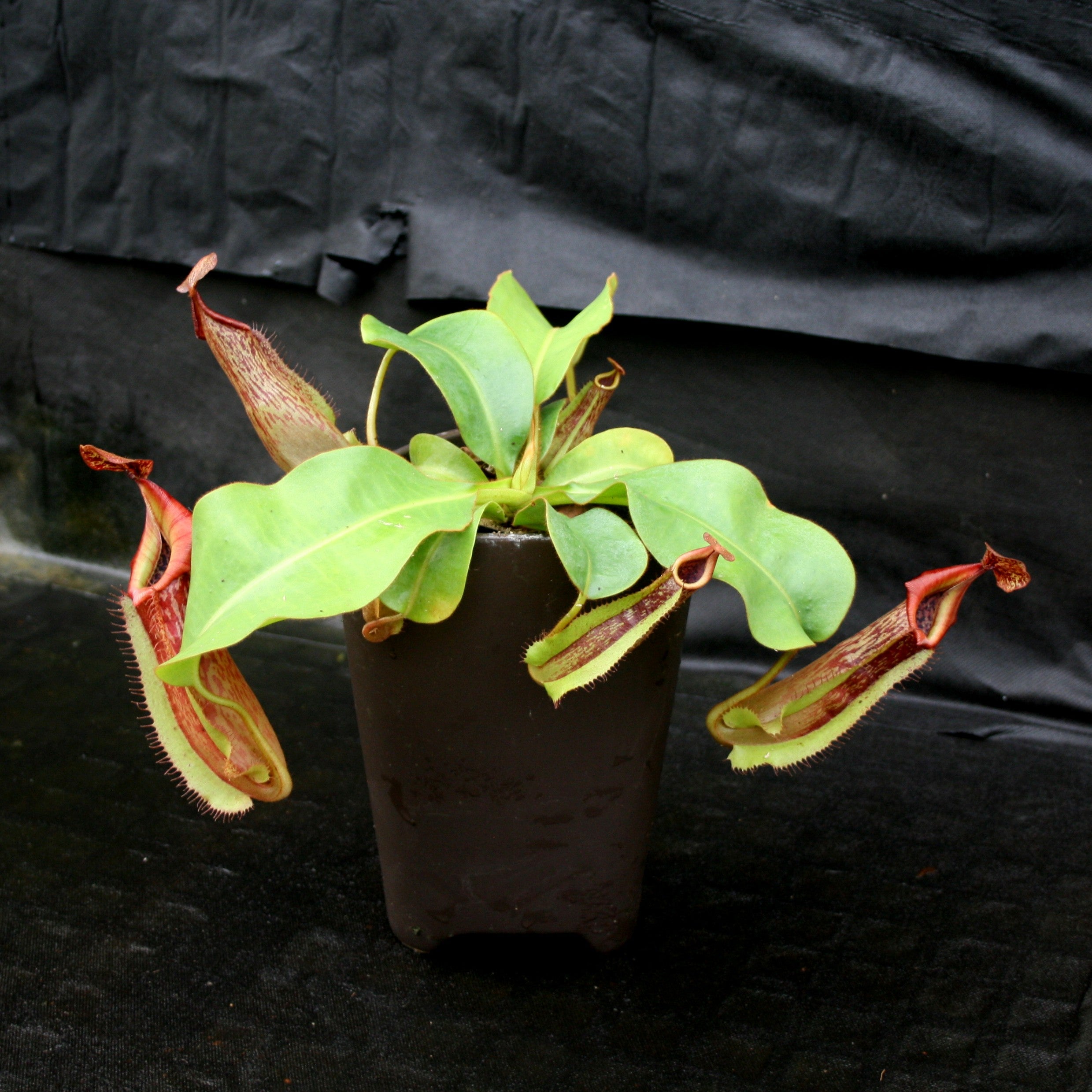 ベンジー Nepenthes maxima 