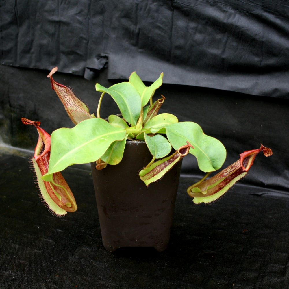 
                      
                        Nepenthes maxima "Pieriensis" x veitchii "Pink Candy Cane", CAR-0049
                      
                    