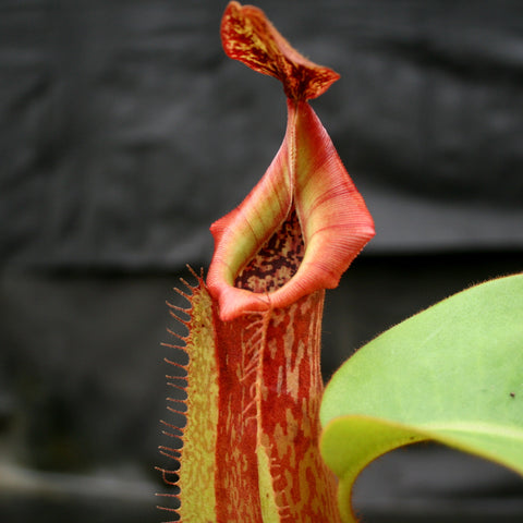 Close up of a Pink Candy Cane Nepenthes maxima x veitchii pitcher with red stripes and a wide curved peristome.