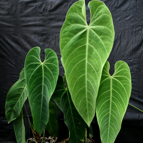 Anthurium queremalense showing several large green leaves with pale veins against a black backdrop.