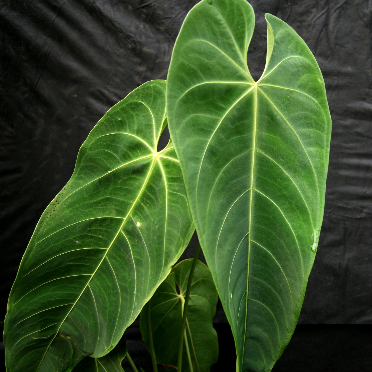 anthurium kwekerij Anthurium queremalense – Carnivero