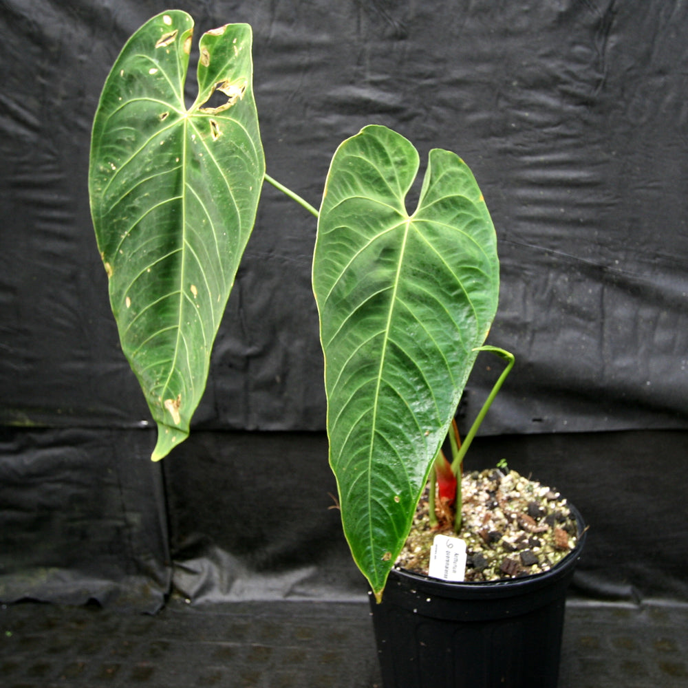 
                      
                        Anthurium queremalense
                      
                    