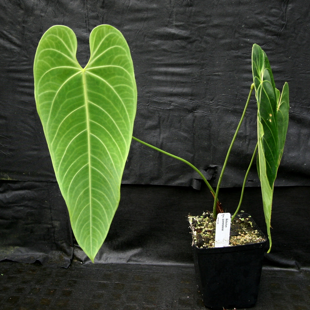 
                      
                        Anthurium queremalense
                      
                    