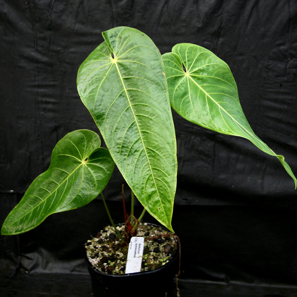 
                      
                        Anthurium queremalense
                      
                    