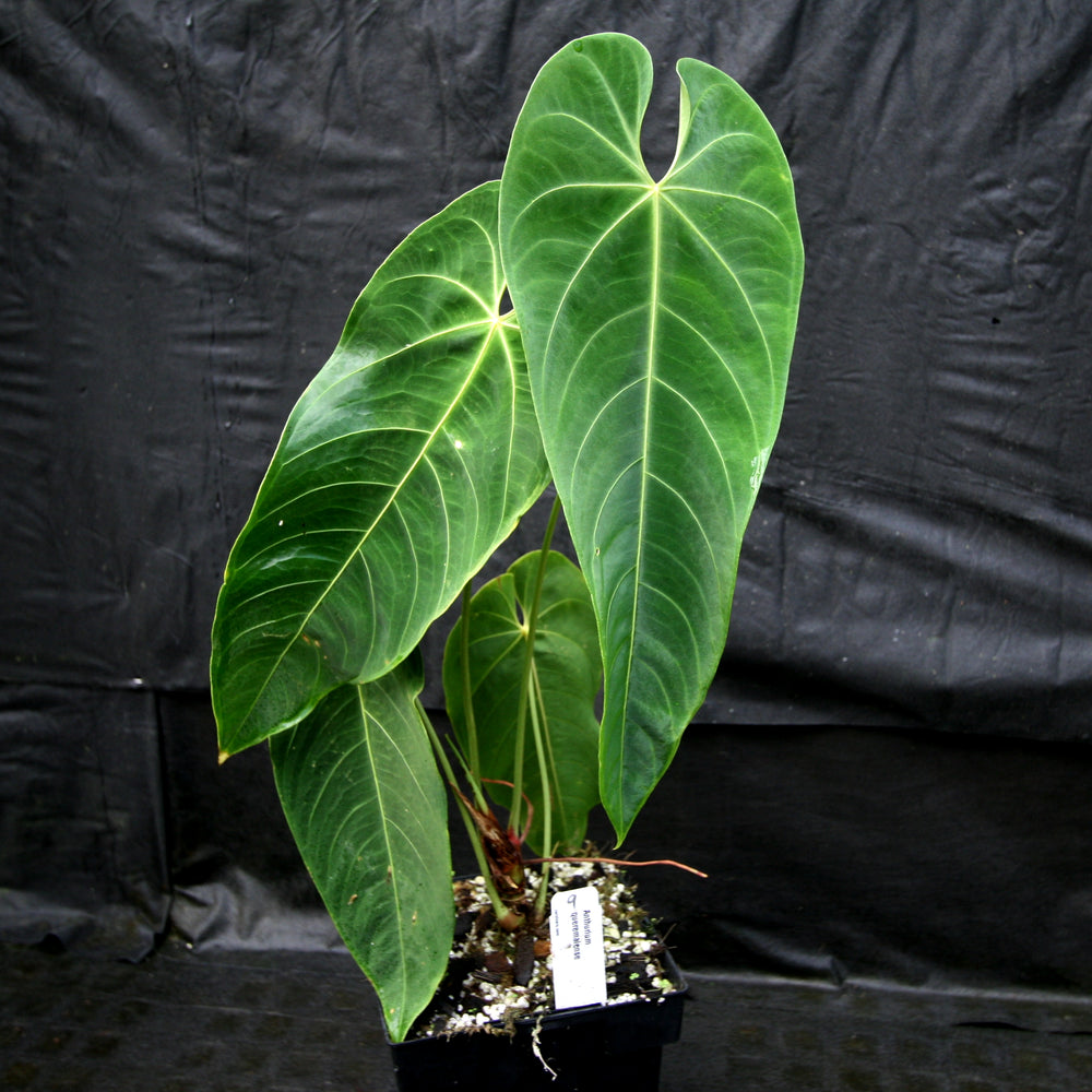 
                      
                        Anthurium queremalense
                      
                    