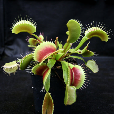 Venus flytrap in a pot with bright lime green traps edged with red against a dark background.