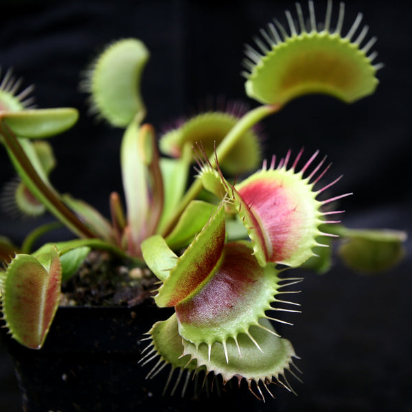 Venus Fly Trap King Henry