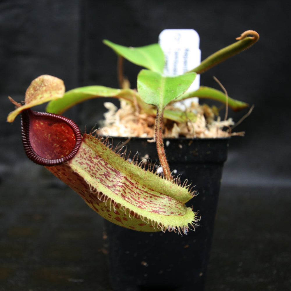 
                      
                        Nepenthes hamata Tambusisi x truncata "Tyrant", CAR-0118
                      
                    