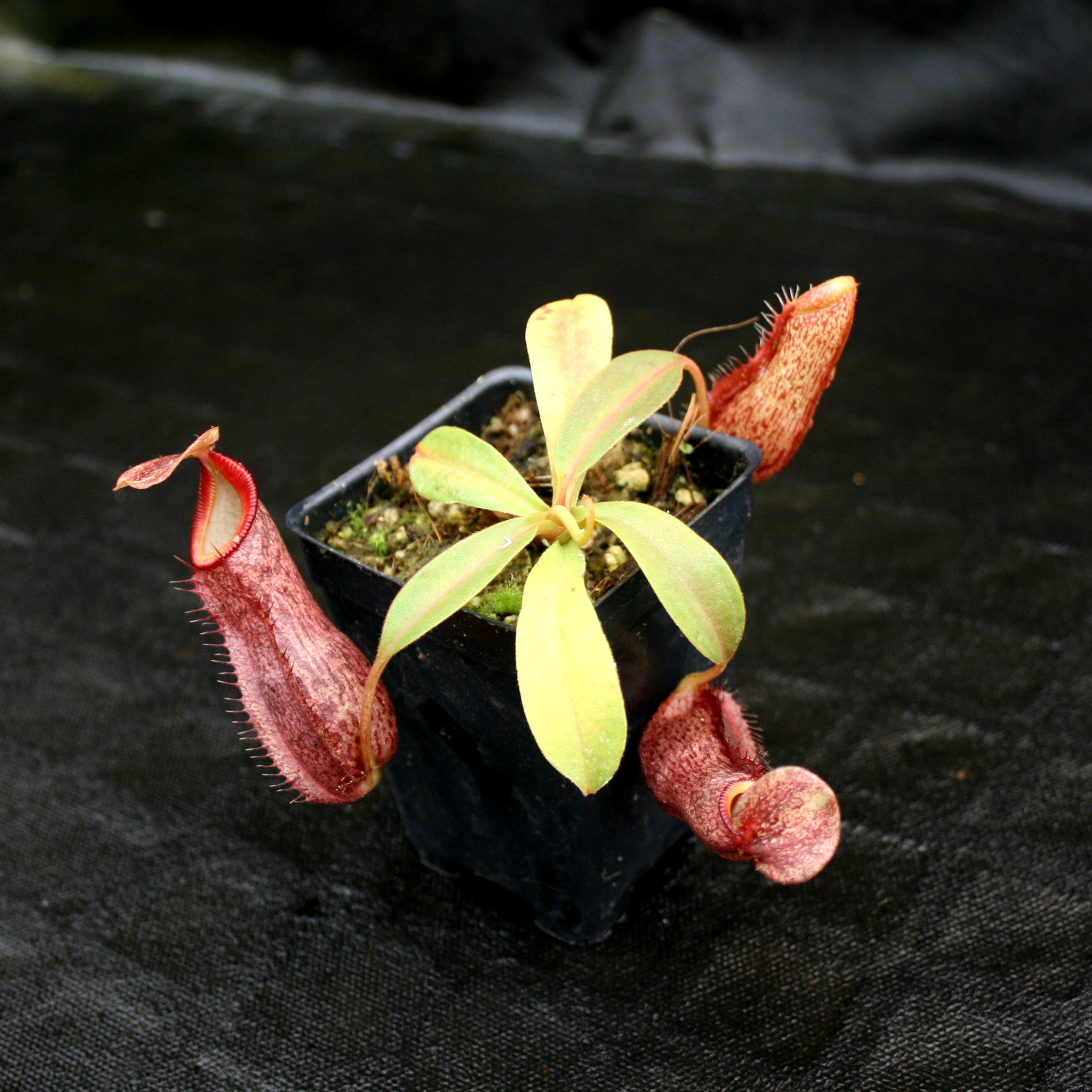 Nepenthes Song of Melancholy x (spectabilis x talangensis), CAR
