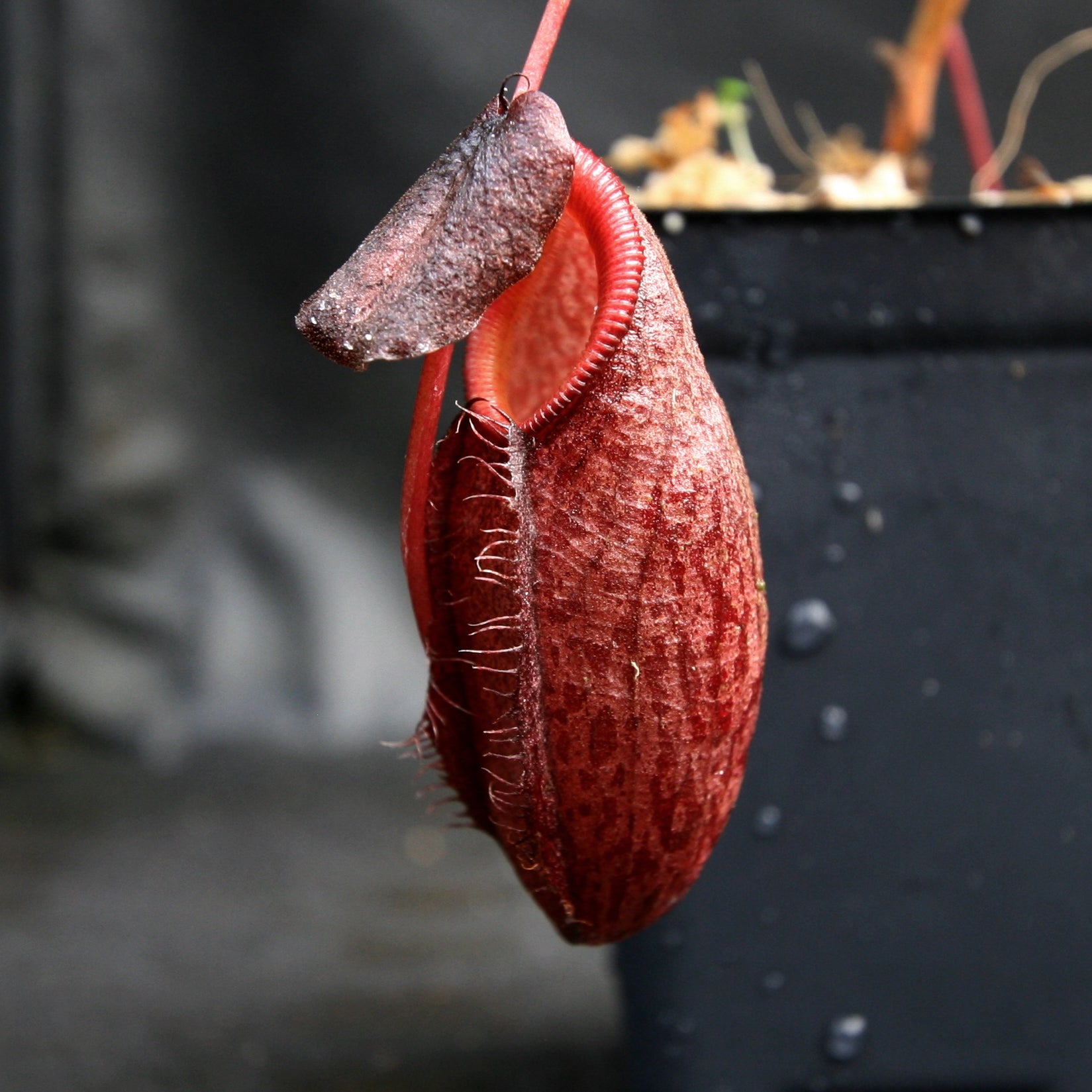Nepenthes gymnamphora, BE-4059 – Carnivero