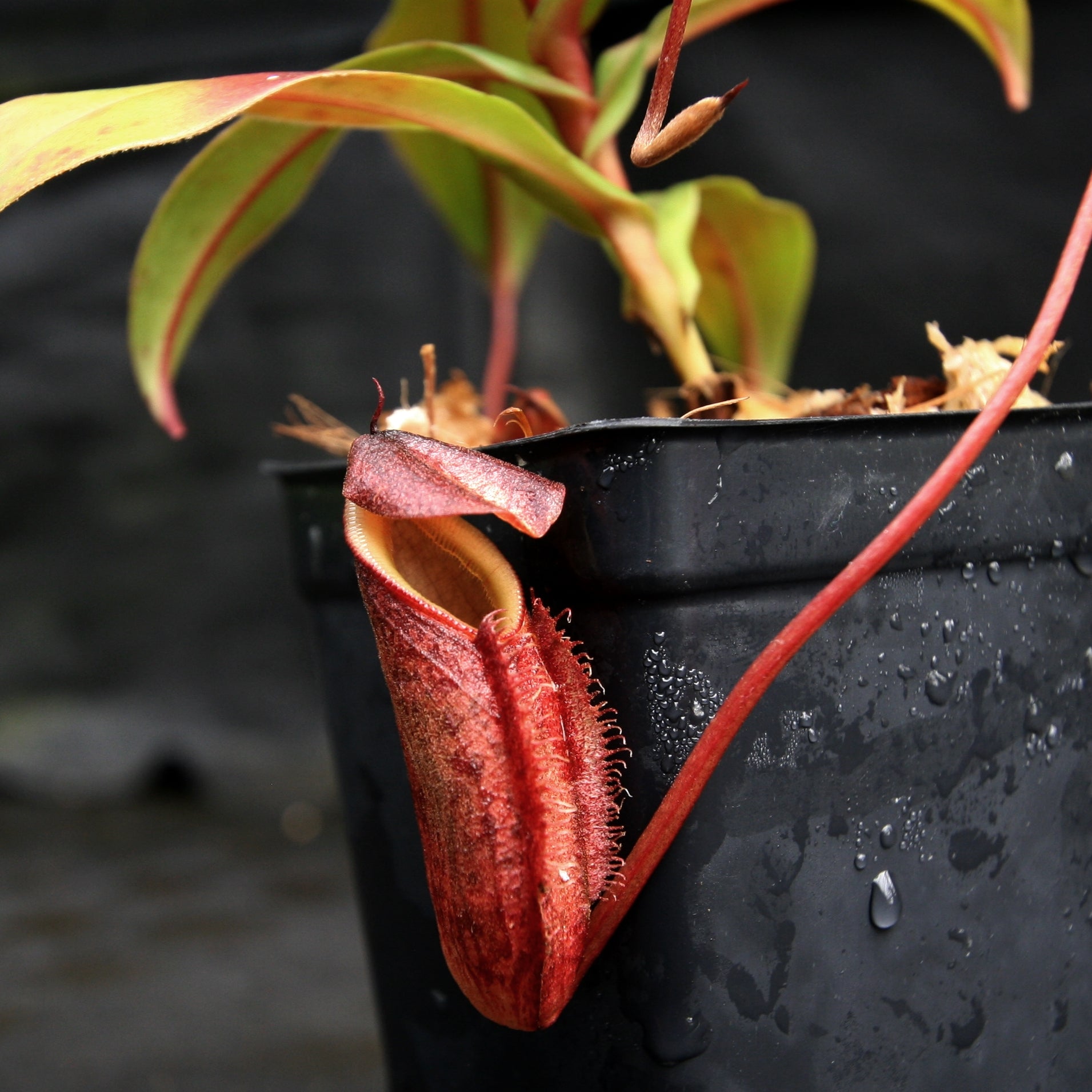 Nepenthes gymnamphora, BE-4059 – Carnivero