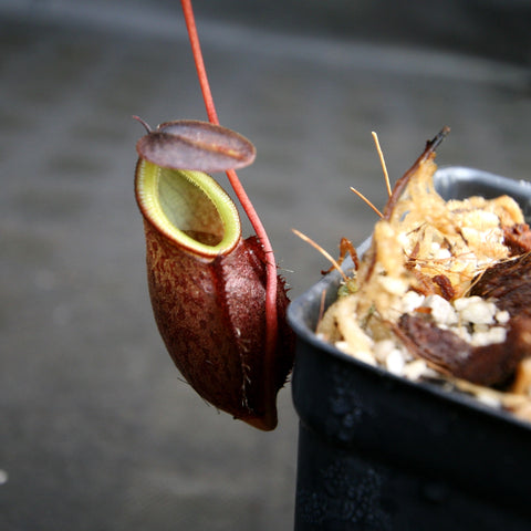 Nepenthes gymnamphora pitcher plant with a maroon hanging pitcher and lime green interior beside the pot.