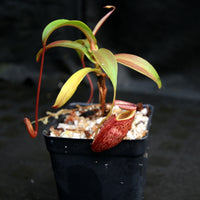 Nepenthes gymnamphora, BE-4059