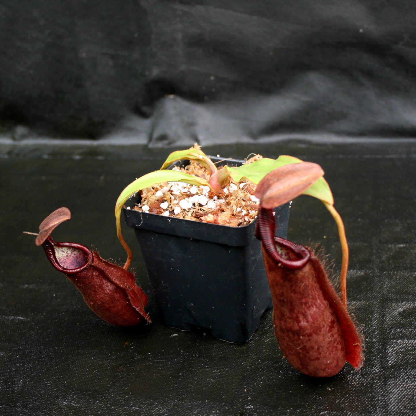 Nepenthes densiflora x rafflesiana, BE-3719
