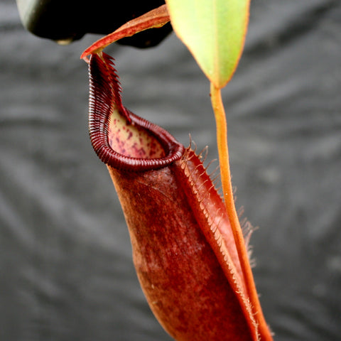 Nepenthes densiflora x rafflesiana BE-3719 pitcher plant with a tall red pitcher and curling lid in a mossy pot