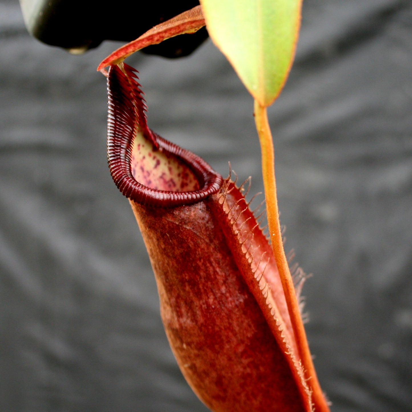 Nepenthes densiflora x rafflesiana, BE-3719