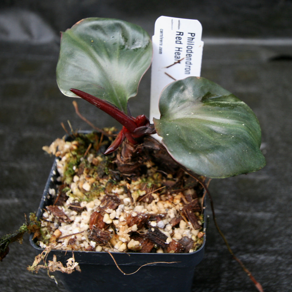
                      
                        Philodendron Red Heart
                      
                    