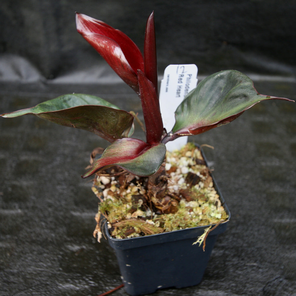 
                      
                        Philodendron Red Heart
                      
                    