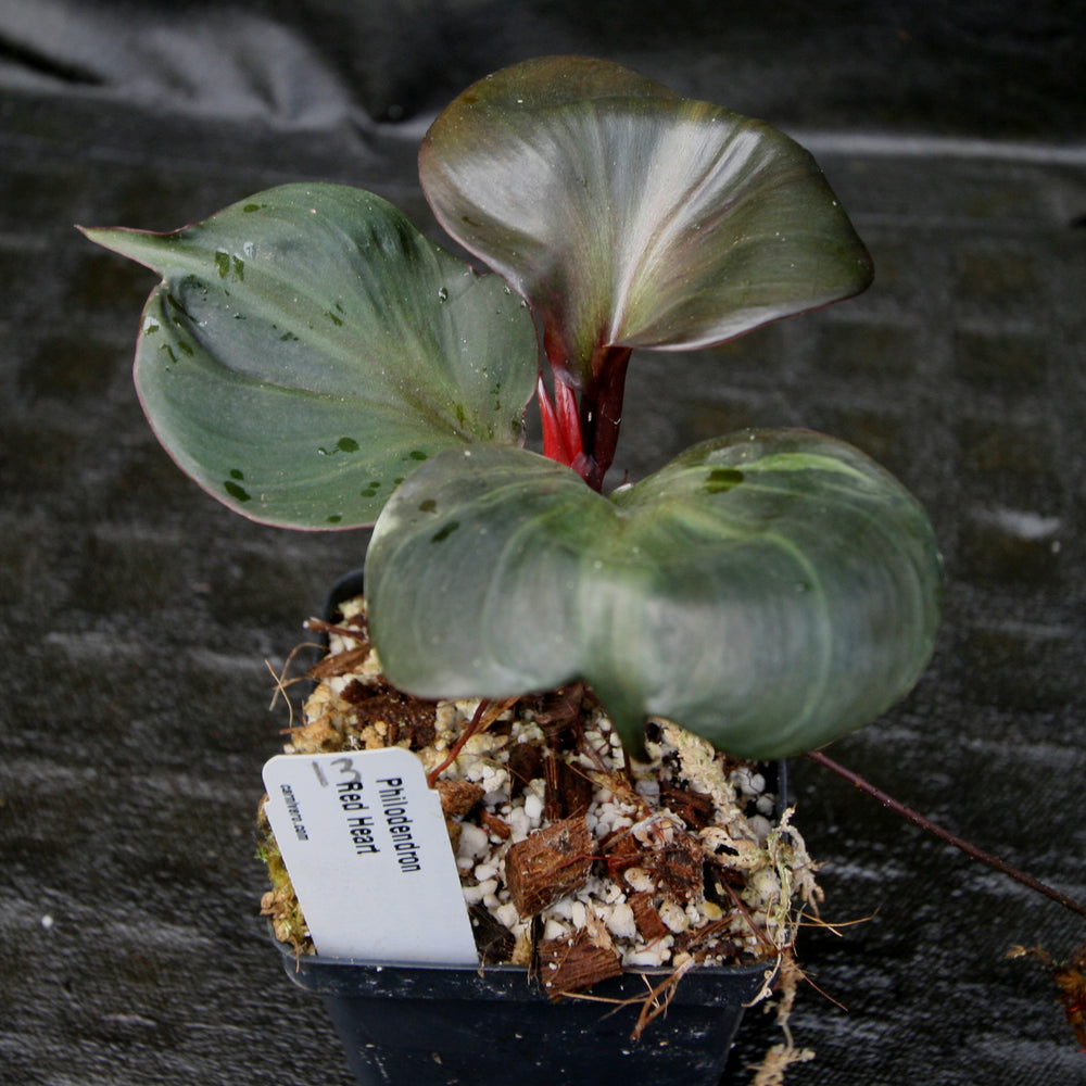 
                      
                        Philodendron Red Heart
                      
                    