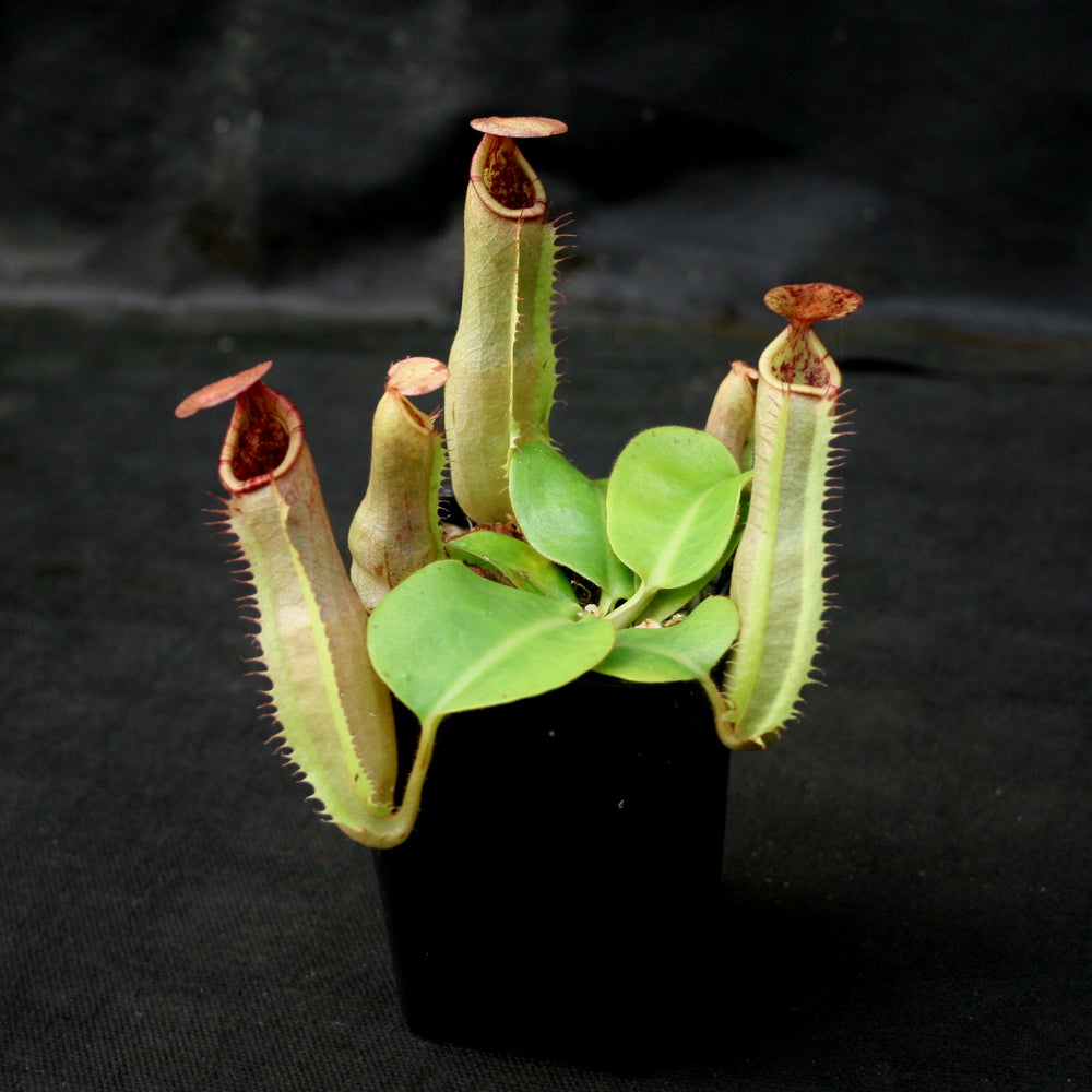 
                      
                        Nepenthes (truncata x campanulata) x veitchii "Pink Candy Cane", CAR-0064
                      
                    