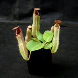 Nepenthes (truncata x campanulata) x veitchii "Pink Candy Cane", CAR-0064