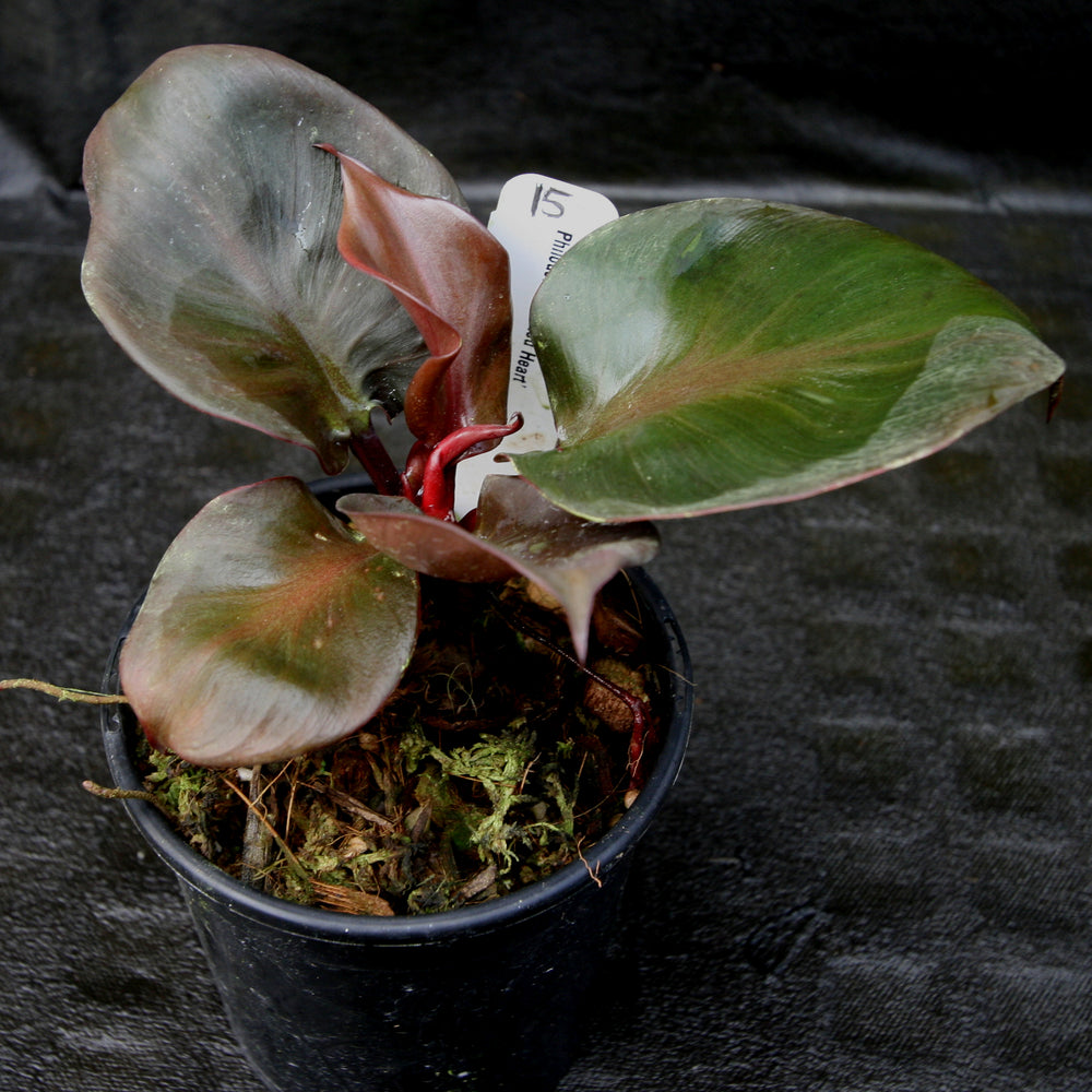 
                      
                        Philodendron Red Heart
                      
                    