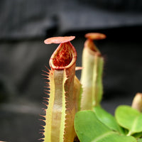 Nepenthes (truncata x campanulata) x veitchii "Pink Candy Cane", CAR-0064
