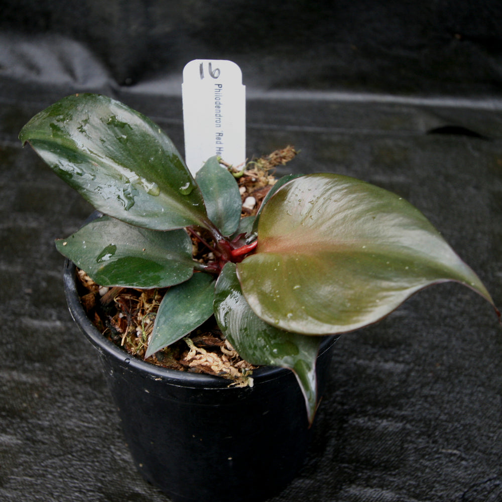 
                      
                        Philodendron Red Heart
                      
                    