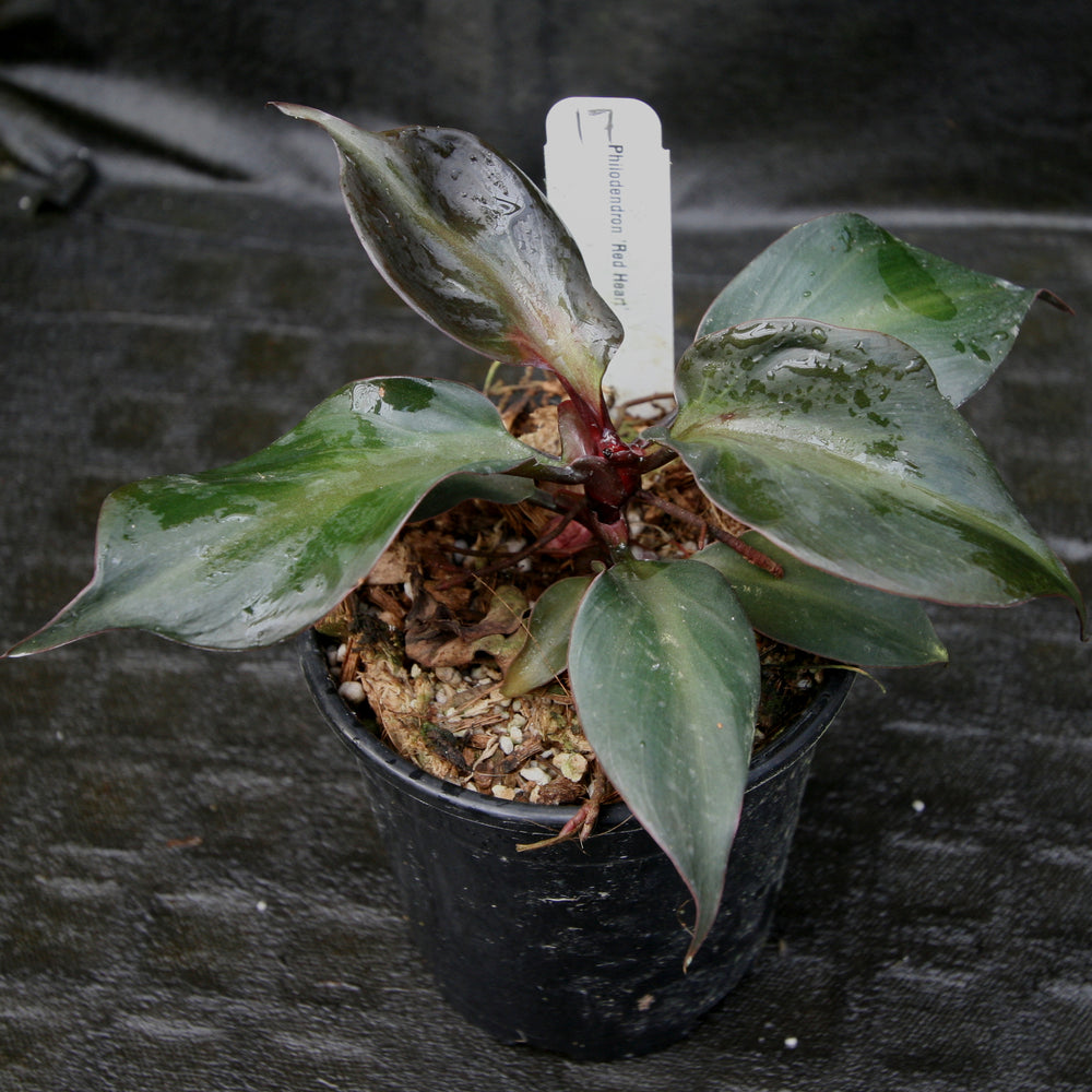 
                      
                        Philodendron Red Heart
                      
                    