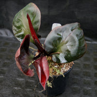 Philodendron Red Heart