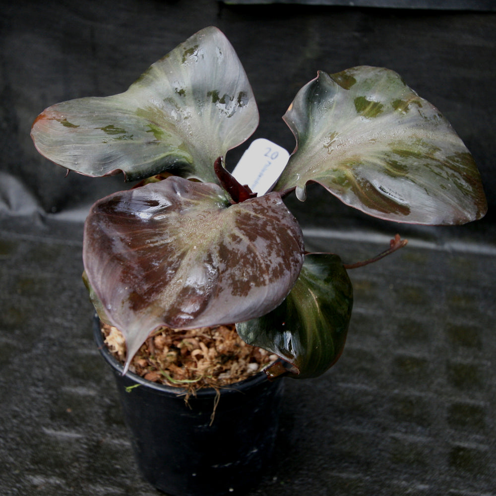 
                      
                        Philodendron Red Heart
                      
                    