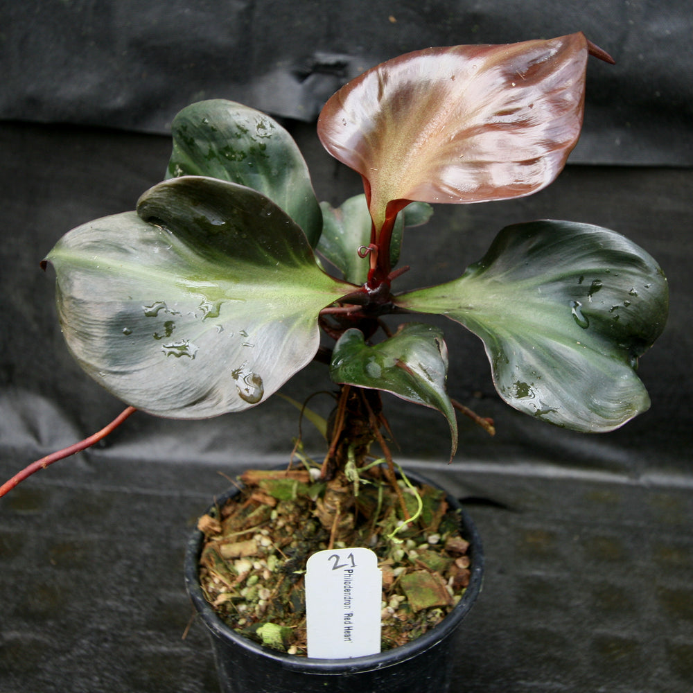 
                      
                        Philodendron Red Heart
                      
                    