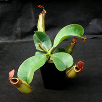 Nepenthes (truncata x campanulata) x veitchii "Pink Candy Cane", CAR-0064