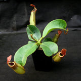 Nepenthes (truncata x campanulata) x veitchii "Pink Candy Cane", CAR-0064