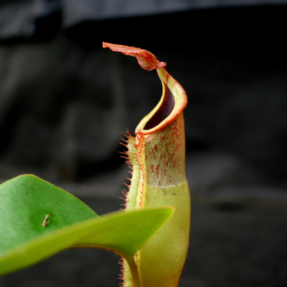 
                      
                        Nepenthes (truncata x campanulata) x veitchii "Pink Candy Cane", CAR-0064
                      
                    
