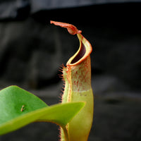Nepenthes (truncata x campanulata) x veitchii "Pink Candy Cane", CAR-0064