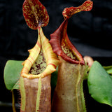 Nepenthes (maxima x campanulata) x veitchii "The Wave", CAR-0070