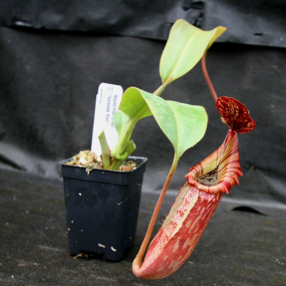 
                      
                        Nepenthes tiveyi "Sarawak Red"
                      
                    