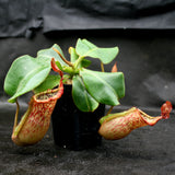 Nepenthes (maxima x campanulata) x veitchii "The Wave", CAR-0070