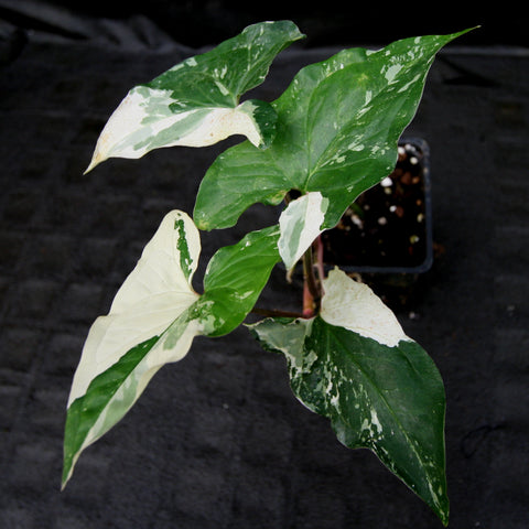 Variegated Syngonium albo with white and green marbled leaves in a small pot.