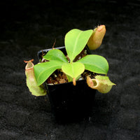 Nepenthes (maxima x campanulata) x veitchii "The Wave", CAR-0070