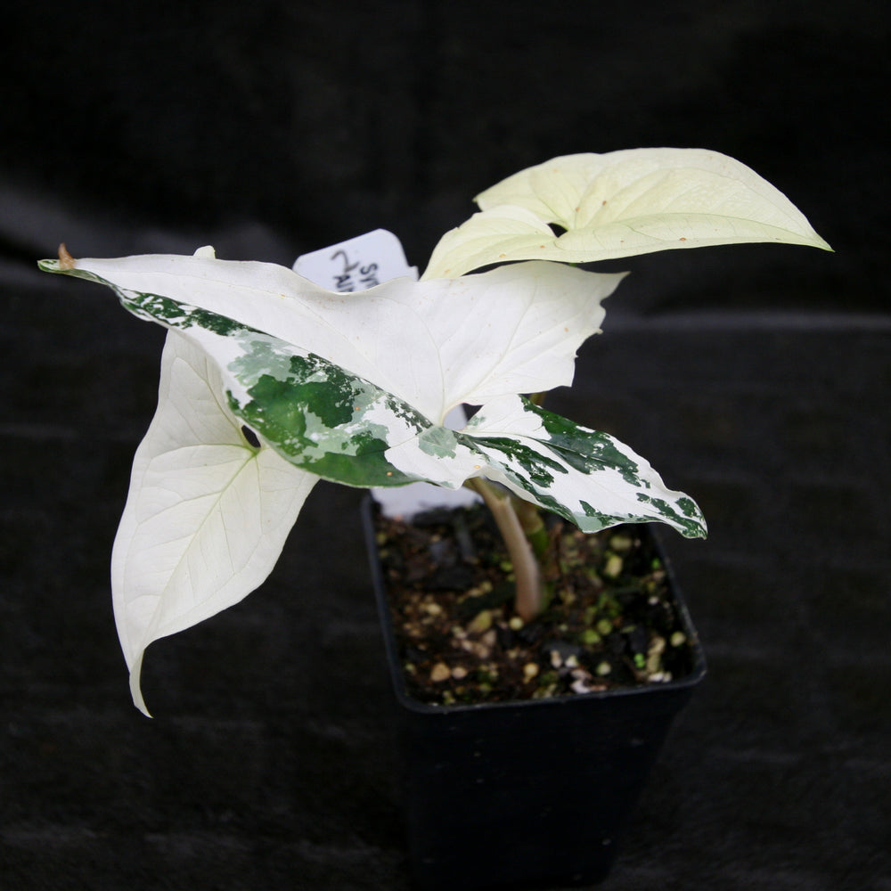
                      
                        Syngonium albo variegated
                      
                    