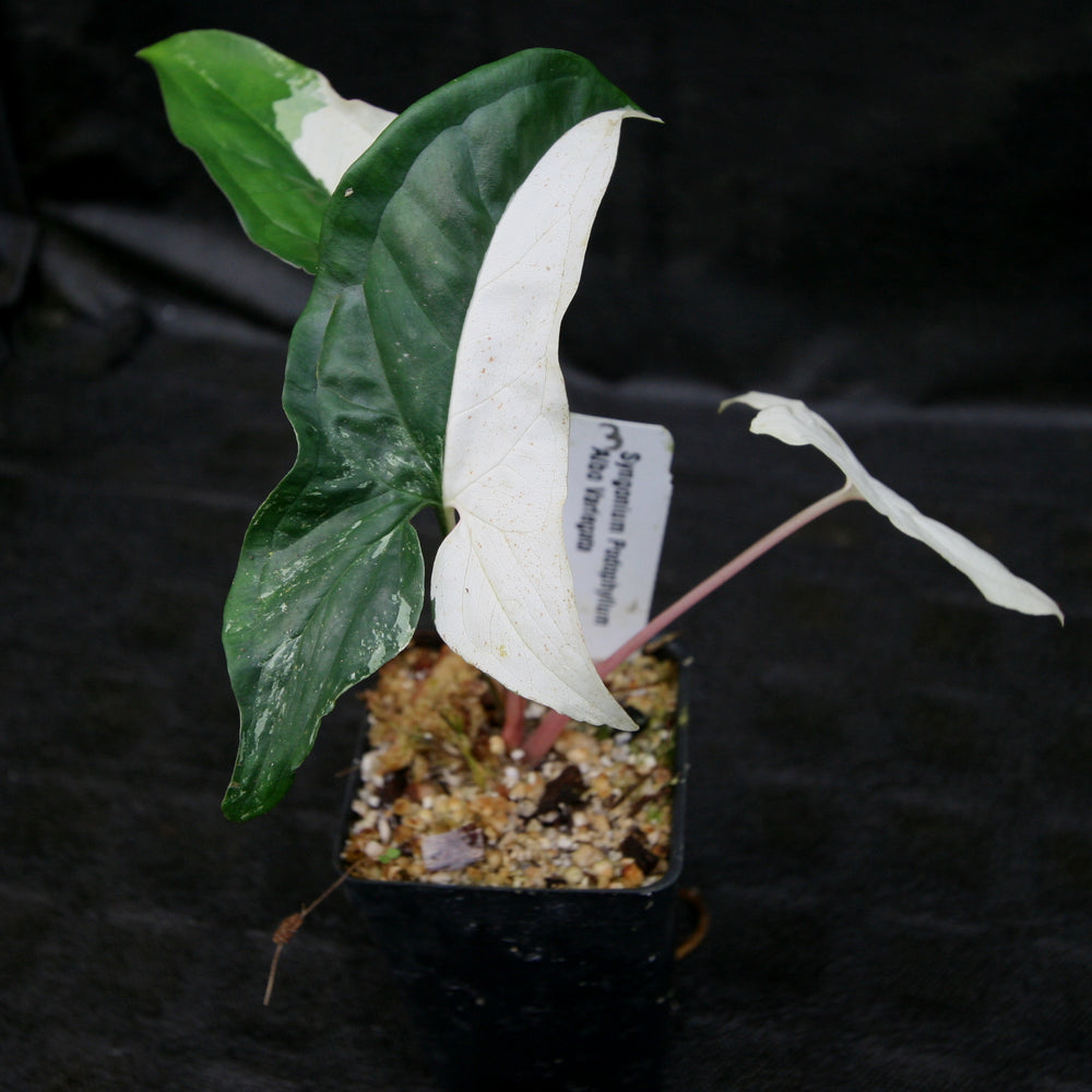 
                      
                        Syngonium albo variegated
                      
                    