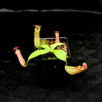 Nepenthes (maxima x campanulata) x veitchii "The Wave", CAR-0070